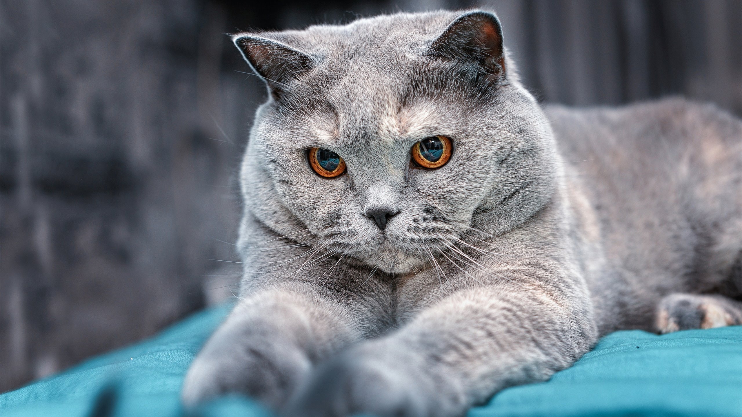 全国青少年“篮动未来”科普讲座在广州火热开展,问动青少年篮球培训